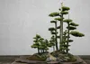 SAFLAX - Bonsai - Chiński Jałowiec - 30 Nasiona - Juniperus Podgląd zdjęcia produktu 9