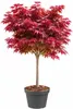 Roter Fächerahorn Acer Palmatum Shaina Hochstamm 60 - 80 cm Produktbild-Vorschau 2