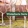 Bare trees in a garden setting with a brown fence in the background. A green banner with text is overlaid on the image. Produktbild-Vorschau