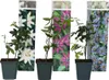 Passionsblume - 3 Stk - Passiflora hybridum - Höhe 25-40cm Produktbild-Vorschau 1