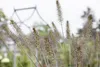 Pennisetum alopecuroides 'Hameln', Lampenputzergras, ca. Produktbild-Vorschau 4