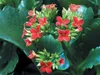 Bloomique - Lot de 6 - Kalanchoé - Fleurs rouges - Plante Voir les images du produit 3
