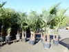Trachycarpus fortunei Gruppe 150 - 170 cm Palme Hanfpalme, Produktbild-Vorschau 5