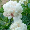 Bloomique - Mix 3 - Paeonia - Piwonia - Czerwona, Biała, Podgląd zdjęcia produktu 3