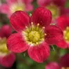 6x Saxifraga (A) Carpet Purple Robe P9H20 Produktbild-Vorschau 4