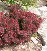 Thunberg-Berberitze ´ATROPURPUREA NANA´ 20-30 cm, Cont. 1,4 Produktbild-Vorschau 4