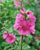 Lavatera x olbia 'Bredon Springs', Strauchmalve, rosa, ca. Produktbild-Vorschau 5