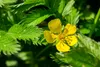 SAFLAX - Chwast Gęsi - 20 Nasiona - Potentilla anserina Podgląd zdjęcia produktu 6