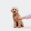 Trimmi Bambus Slicker Bürste – Sanftes Fellpflege für Hunde Produktbild-Vorschau 5