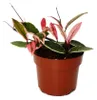 Hoya carnosa „Flamingo Dream“ – Kletternde Zimmerpflanze Produktbild-Vorschau 2