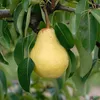 A close-up of a ripe pear hanging from a tree branch, surrounded by green leaves. Produktbild-Vorschau