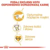 ROYAL CANIN FBN British Shorthair Adult Trockenfutter für Produktbild-Vorschau 8