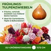 Winterharde, meerjarige tulpenbollen - Mix - 50 bloembollen Productafbeelding-voorbeeld 4