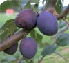 Zwetsche 'Wangenheims Frühzwetsche' Produktbild-Vorschau 3
