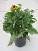 Rudbeckia hirta - Sunbeckia Kissing Smiley - Sonnenhut Produktbild-Vorschau 2