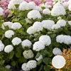 A close-up of a bush with many white hydrangea flowers. Produktbild-Vorschau