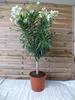 [Palmenlager] - XL Oleander 140 cm -Hochstamm - WEIß - Produktbild-Vorschau 2