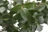 Ilex crenata 'Mariesii', Japanische Stechpalme, immergrün, Produktbild-Vorschau 2