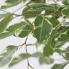 Geigenpflanze - Ficus Benjamina 'Twilight' - Höhe 100-110cm Produktbild-Vorschau 3
