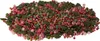 Pickerd Lieblingsstreusel Urban Jungle 110 g Produktbild-Vorschau 3
