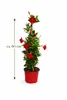 Mandevilla Rot ca. 80 cm – Dipladenia Kletterpflanze, Produktbild-Vorschau 5