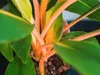 Gardners Chlorophytum Green Orange, Durchmesser 12 cm Produktbild-Vorschau 2