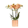 Kolibri Orchids – oranžová orchidej Phalaenopsis – Bolzano Náhled obrázku produktu 1