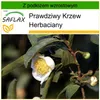 SAFLAX - Prawdziwy Krzew Herbaciany - 6 Nasiona - Z Podgląd zdjęcia produktu 7