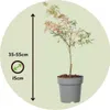 Érable du Japon - Acer Palmatum 'Taylor' - Hauteur 35-55cm Voir les images du produit 2