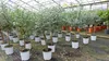 Eucalyptus Gunni Stamm Eukalyptusbaum, 70 - 90 cm, Pflanze Produktbild-Vorschau 4