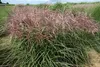 Stauden Gänge 1 x Miscanthus sinensis 'Ferner Osten' im 1 Produktbild-Vorschau 4