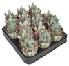 Crassula tecta – "Eidechsenhaut"-Crassula – Seltenheit – Produktbild-Vorschau 3