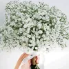 Stauden-Schleierkraut weiß Samen - Gypsophila paniculata - Produktbild-Vorschau 3