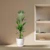 Palma Kentia (Howea forsteriana), výška 180cm, prumer 24cm, Náhled obrázku produktu 4