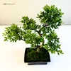 Bonsai Ostrokrzew karbowany - Ilex w doniczce 15 cm Podgląd zdjęcia produktu 4