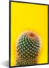 MuchoWow® MuchoWow® Gerahmtes Poster Kaktus mit rot 20x30 Produktbild-Vorschau 1