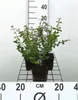 12 plantas de *Symphoricarpos chen.* 'Hancock' - Arbusto de Vista previa de la imagen del producto 1