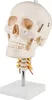 Schädel Halswirbelsäule Anatomie Modell Skelett Lebensgroß Produktbild-Vorschau 3