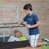A boy kneels beside a rabbit cage, reaching in to interact with the rabbits. Náhľad obrázku produktu