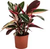 Dehner Korbmarante Triostar, Strohmanthe sanguinea, Produktbild-Vorschau 1
