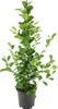 Meergroothandel Ficus Microcarpa Moclame - 95 cm, Ø 21 cm Produktbild-Vorschau 2