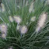 6 x Erba pulisci-lampada nana - Pennisetum alopecuroides Anteprima dell’immagine prodotto 2