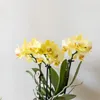 Kolibri Orchids | Żółta orchidea Albenga + Kwiatowa Podgląd zdjęcia produktu 3