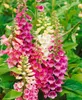Digitalis x mertonensis, Fingerhut, rosa Blüten, ca. 11x11 Produktbild-Vorschau 2