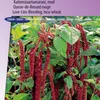 Semena amarantu Red Cascade – tmavě červené květy amarantu Náhled obrázku produktu 1