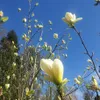 Magnolie Fiume Giallo 2L Anteprima dell’immagine prodotto 9