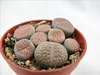Lithops - pietra viva - diverse piante in un vaso da 8,5 cm Anteprima dell’immagine prodotto 2