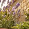 3x Lavandula ang. Munstead P9 H20 Produktbild-Vorschau 3
