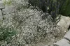 Gypsophila paniculata 'Schneeflocke', Schleierkraut, weiß, Produktbild-Vorschau 2