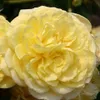 Růže – Kordes Rigo-Rose – Růže 'Solero'® Náhled obrázku produktu 1